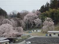 秩父フライフィールド 釣果