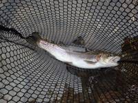 秩父フライフィールド 釣果