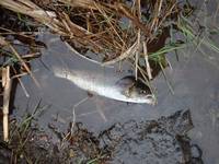 秩父フライフィールド 釣果