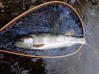 秩父フライフィールド 釣果