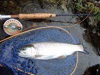 秩父フライフィールド 釣果