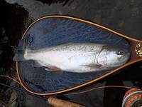 秩父フライフィールド 釣果