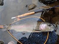 秩父フライフィールド 釣果