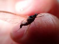 秩父フライフィールド 釣果