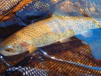 秩父フライフィールド 釣果