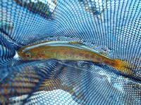 秩父フライフィールド 釣果