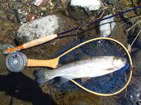 秩父フライフィールド 釣果