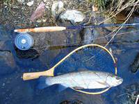 秩父フライフィールド 釣果