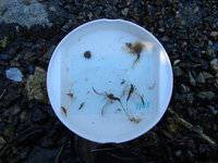 秩父フライフィールド 釣果