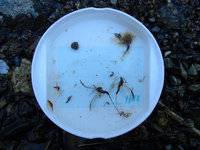 秩父フライフィールド 釣果