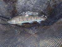 秩父フライフィールド 釣果