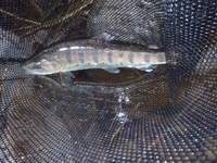 秩父フライフィールド 釣果