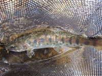 秩父フライフィールド 釣果