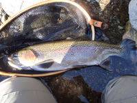 秩父フライフィールド 釣果