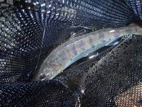 秩父フライフィールド 釣果