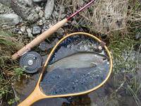 秩父フライフィールド 釣果