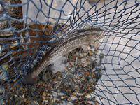 秩父フライフィールド 釣果