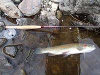 秩父フライフィールド 釣果