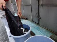 秩父フライフィールド 釣果