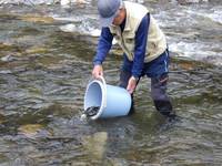 秩父フライフィールド 釣果
