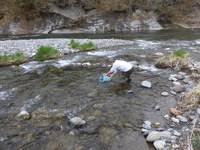 秩父フライフィールド 釣果