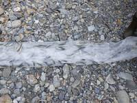 秩父フライフィールド 釣果