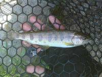 秩父フライフィールド 釣果