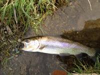 秩父フライフィールド 釣果