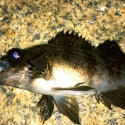 始めよう、メバルプラッキング！④　メバルプラッキングのルアーローテーション