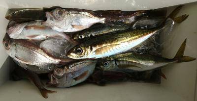 かねい丸 釣果
