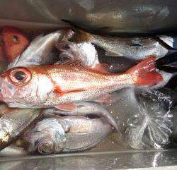 かねい丸 釣果