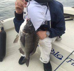 Ｒｕｓｈ（ラッシュ） 釣果