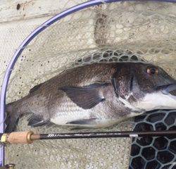 Ｒｕｓｈ（ラッシュ） 釣果