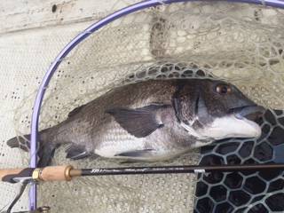 Ｒｕｓｈ（ラッシュ） 釣果