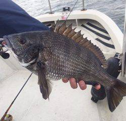 Ｒｕｓｈ（ラッシュ） 釣果