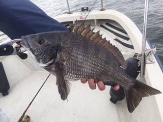 Ｒｕｓｈ（ラッシュ） 釣果