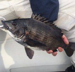 Ｒｕｓｈ（ラッシュ） 釣果