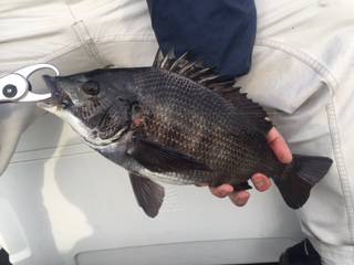 Ｒｕｓｈ（ラッシュ） 釣果