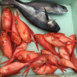 かねい丸 釣果