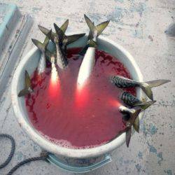 第二明康丸 釣果