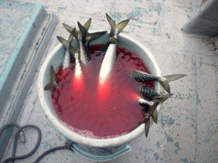 第二明康丸 釣果