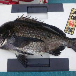 天竜丸 釣果