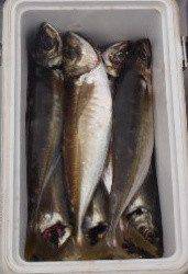 フィッシング　キッタカ 釣果