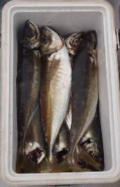 フィッシング　キッタカ 釣果