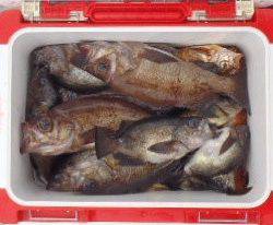 フィッシング　キッタカ 釣果