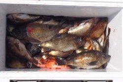 フィッシング キッタカ 釣果