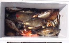 フィッシング キッタカ 釣果