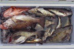 フィッシング　キッタカ 釣果