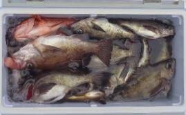 フィッシング　キッタカ 釣果