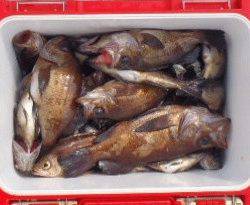 フィッシング キッタカ 釣果